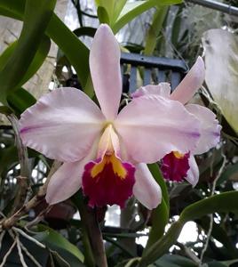 Cattleya Life's Melody