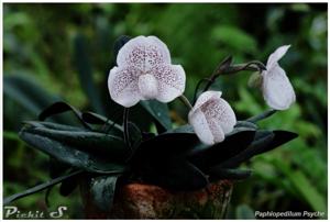 Paphiopedilum Psyche