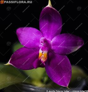 Phalaenopsis Yaphon Pool