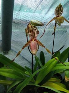 Paphiopedilum Edna Ratcliffe