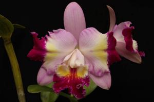 Cattleya Dorothy Warne