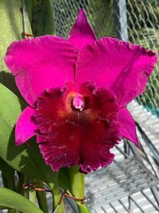 Rhyncholaeliocattleya Memoria Susan Hawkins