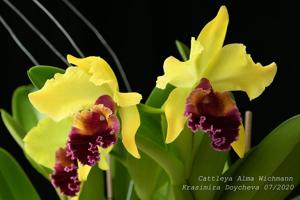 Cattleya Alma Wichmann