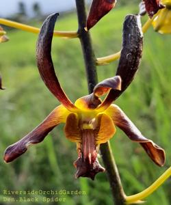 Dendrobium Black Spider