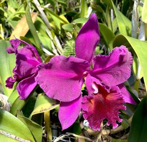 Rhyncholaeliocattleya Star of Bethlehem