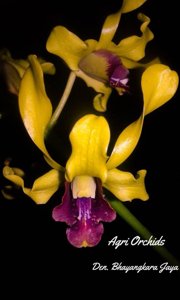 Dendrobium Bhayangkara Jaya