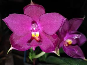 Phalaenopsis Chienlung Red Element