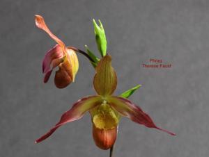 Phragmipedium Thérese Faust