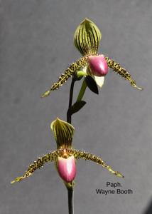 Paphiopedilum Wayne Booth