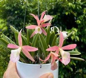 Brassocattleya Donald Prince