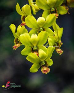 Dendrobium Burana Jade