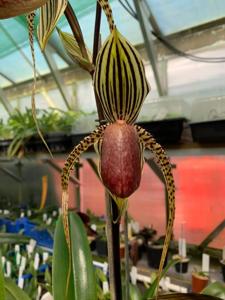 Paphiopedilum David Ott