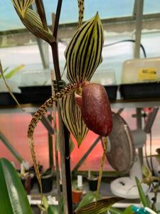 Paphiopedilum David Ott