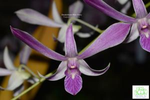 Dendrobium Mini Gipsy