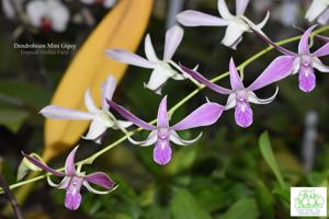 Dendrobium Mini Gipsy