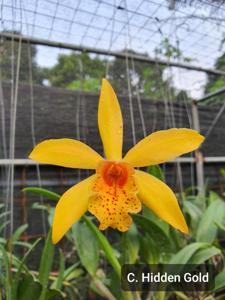 Cattlianthe Hidden Gold