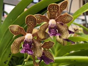 Vanda Robert Moorhead