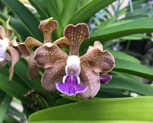 Vanda Robert Moorhead