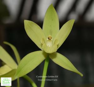 Cymbidium Golden Elf