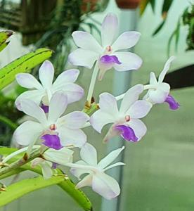 Vandachostylis Fuchs Ocean Spray