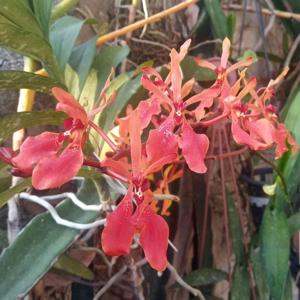 Renanthera storiei-vietnamensis