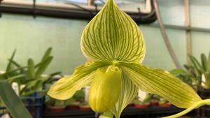 Paphiopedilum Somers Phil