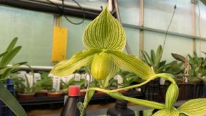 Paphiopedilum Somers Phil