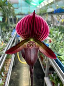 Paphiopedilum Hung Sheng Red Apple