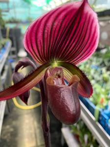 Paphiopedilum Hung Sheng Red Apple