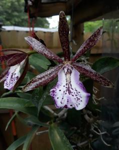 Brassocattleya Hippodamia