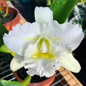 Rhyncholaeliocattleya Island Charm