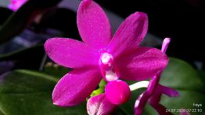 Phalaenopsis Sapphire's Galah