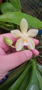 Phalaenopsis Billy Wang