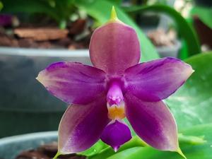 Phalaenopsis Samera-Yaphon Blue Bird