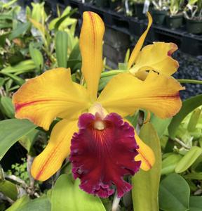 Rhyncholaeliocattleya Shinfong Castle