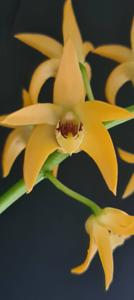 Dendrobium Brimbank Mikado