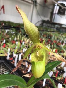 Phragmipedium Lussr Gynet St Pierre