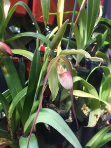 <i>Phragmipedium</i> Amélie Lussier