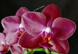 Phalaenopsis Tying Shin Baby Smile