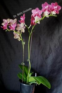 Phalaenopsis Tying Shin Baby Smile