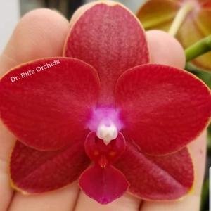 Phalaenopsis Tying Shin Baby Smile