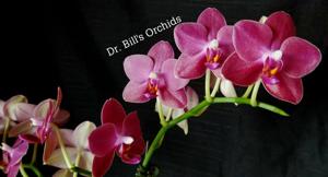 Phalaenopsis Tying Shin Baby Smile