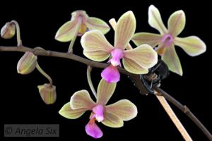 Phalaenopsis Ecoute S'il Pleut