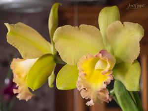 Rhyncholaeliocattleya Waikiki Gold