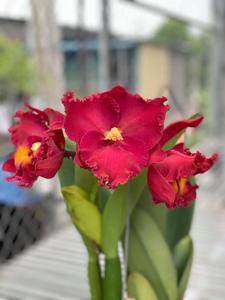 Rhyncholaeliocattleya Chunfong Emperor