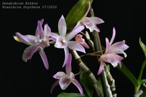 Dendrobium Nikkou