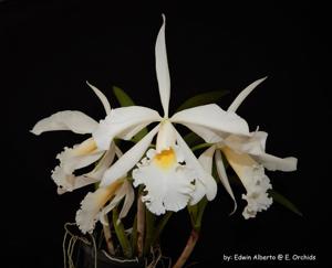 Cattleya Adrienne de Wavrin