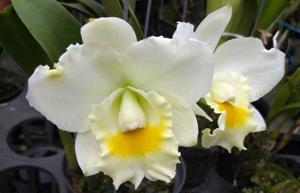 Rhyncholaeliocattleya Cashen's White Crystal