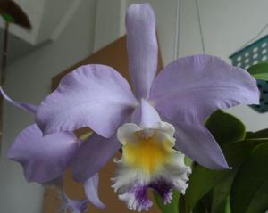 Cattleya Valentine (1900)