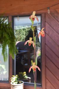 Phragmipedium Noirmont